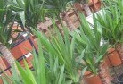 Thornleighplant-nursery-10.jpg; ?>